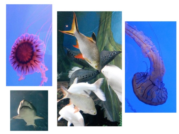 Karl arbeitet, Silvia geht bei Regenwetter ins Aquarium