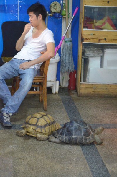 Schildkröten als Bürotiere