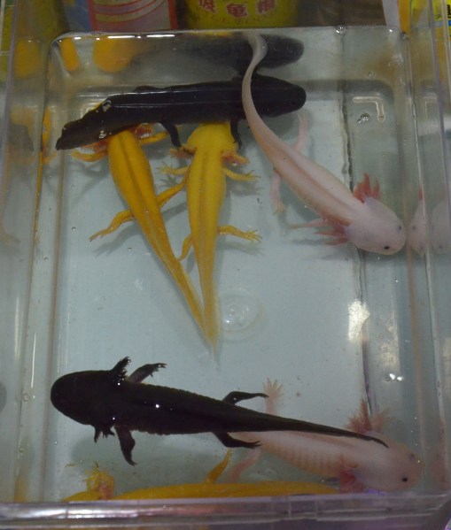 Merkwürdige Tiere fürs Aquarium zu verkaufen